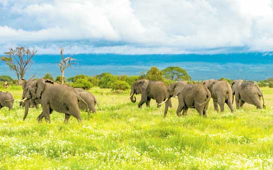 Seguro de viaje a Kenia